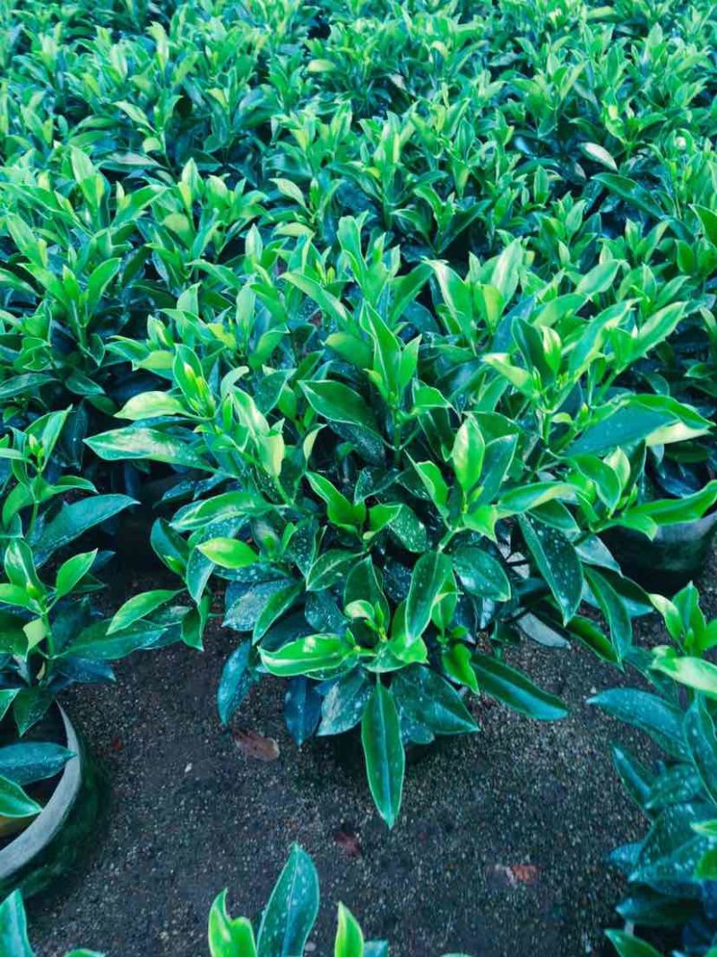 非洲茉莉布袋苗60～1米基地直销大小规格齐全欢迎老板来电