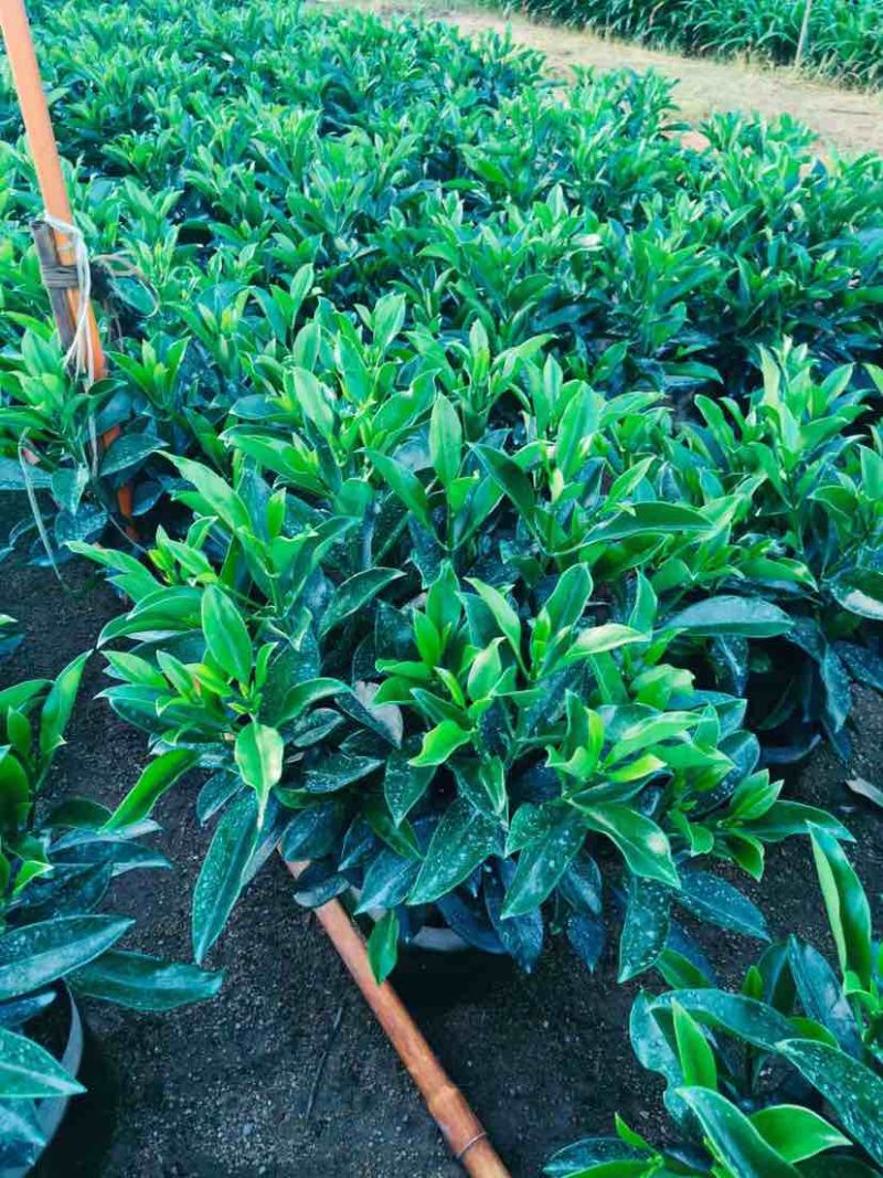 非洲茉莉布袋苗60～1米基地直销大小规格齐全欢迎老板来电
