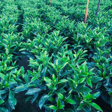 非洲茉莉布袋苗60～1米基地直销大小规格齐全欢迎老板来电
