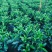 非洲茉莉布袋苗60～1米基地直销大小规格齐全欢迎老板来电