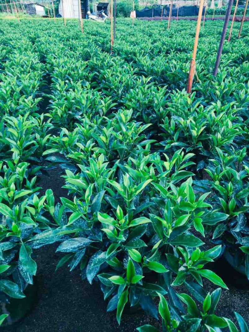非洲茉莉布袋苗60～1米基地直销大小规格齐全欢迎老板来电