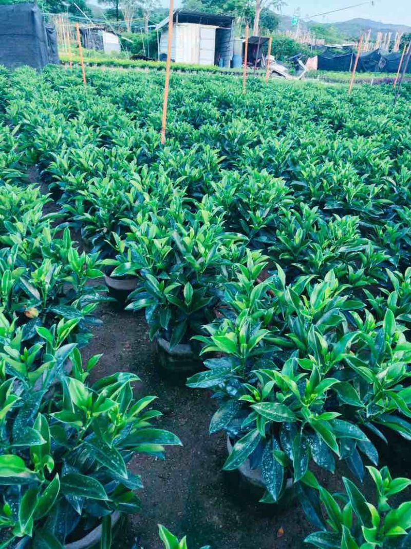 非洲茉莉布袋苗60～1米基地直销大小规格齐全欢迎老板来电