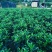 非洲茉莉布袋苗60～1米基地直销大小规格齐全欢迎老板来电
