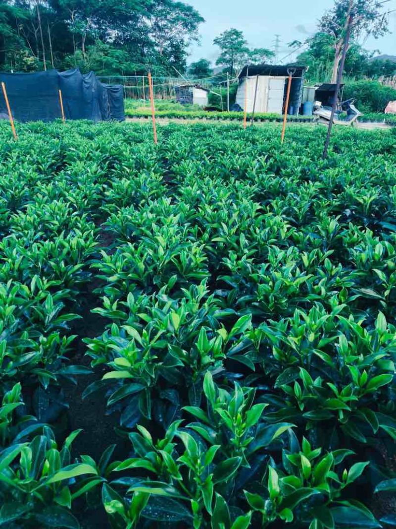 非洲茉莉布袋苗60～1米基地直销大小规格齐全欢迎老板来电