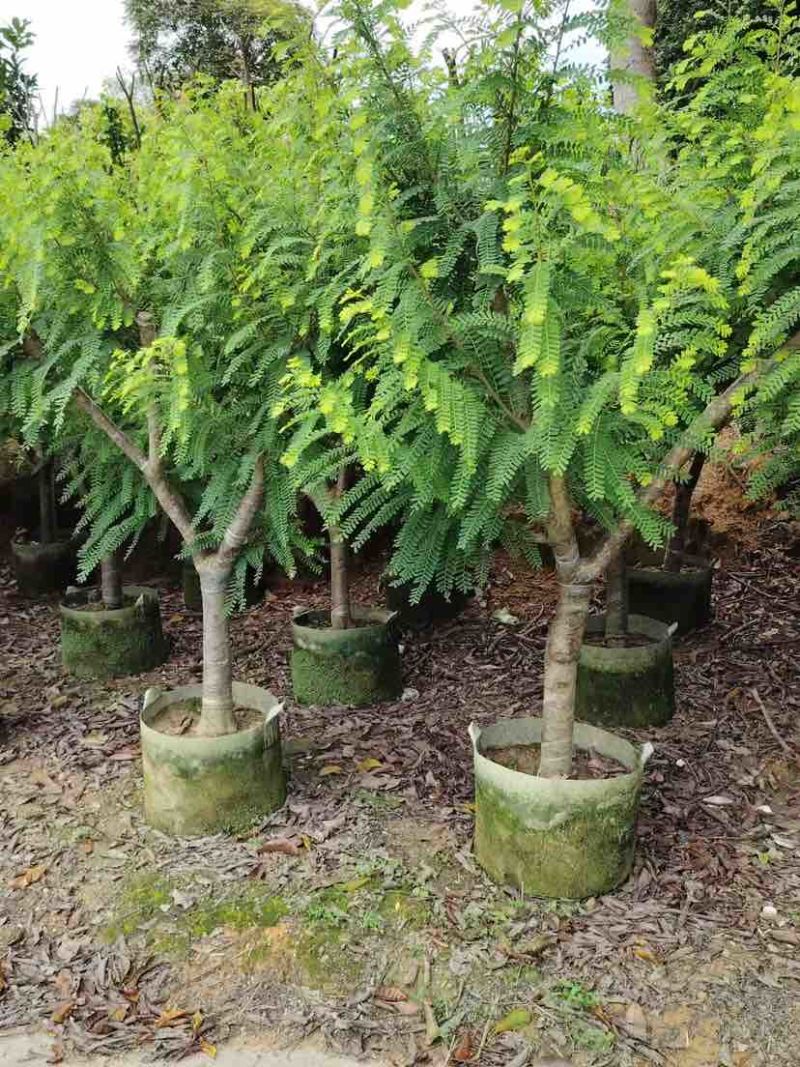 油甘苗基地直销大小规格齐全欢迎老板来电咨询合作