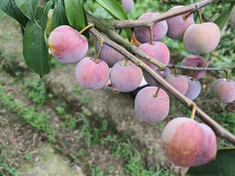 半边红李子