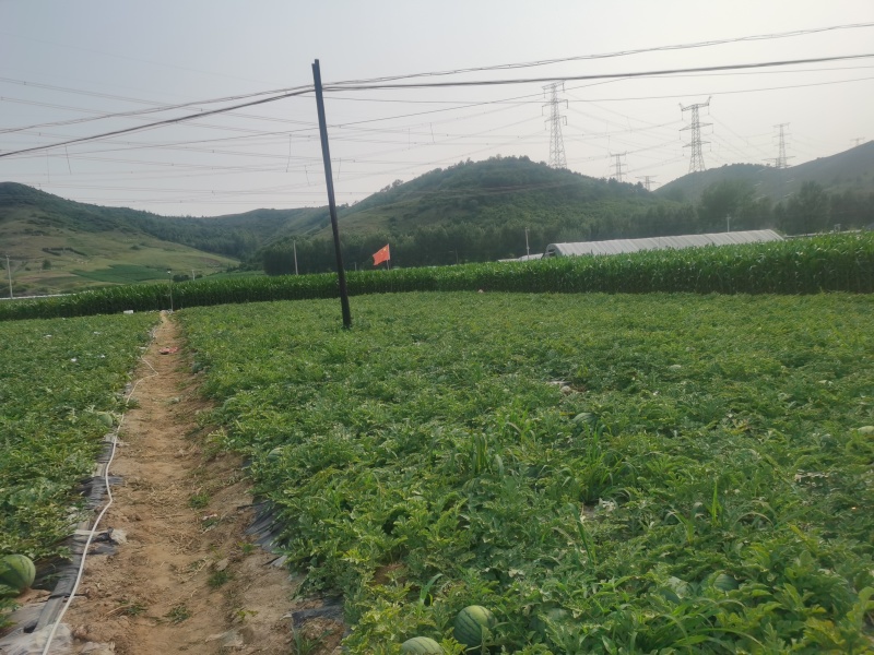 盖州陆地西瓜地雷瓜