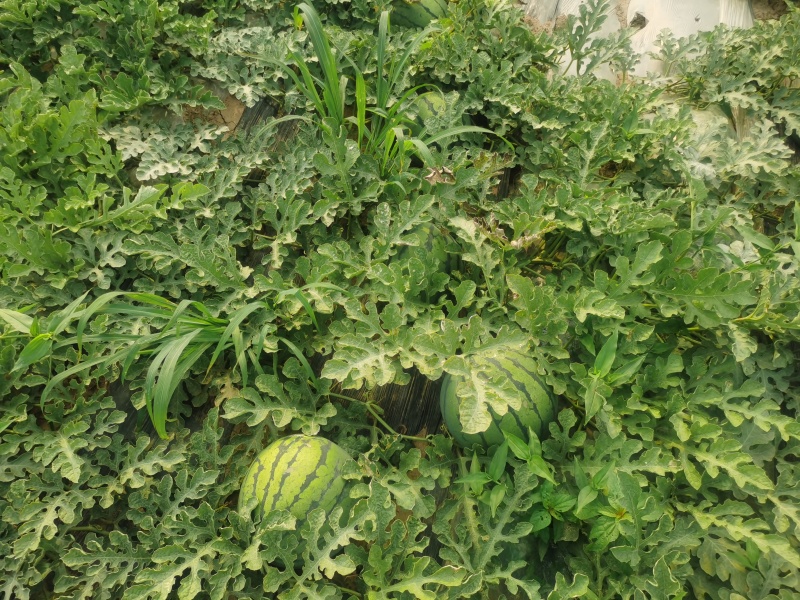 盖州陆地西瓜地雷瓜