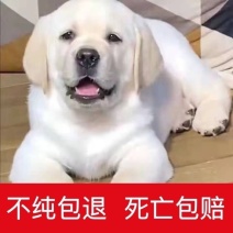 纯种拉布拉多幼犬黑白拉布拉多都有疫苗驱虫已做活泼可爱