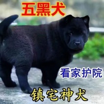 黑色猎犬广西土猎犬纯种3个月赶山犬五黑犬纯黑狗活物中华田园犬