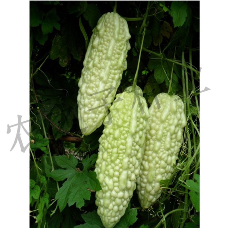 翠丽苦瓜珍珠苦瓜中迟熟产量高瓜型美易座果抗高温基地专用