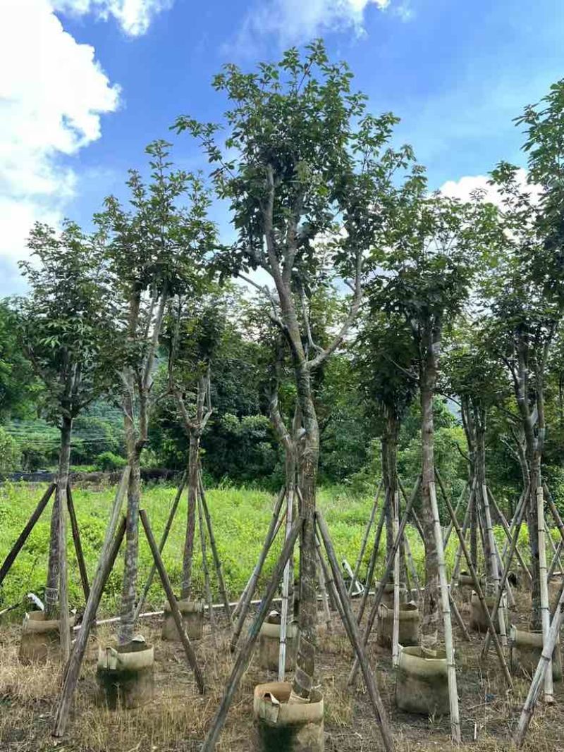 多花黄花风铃木8-15分低价出售