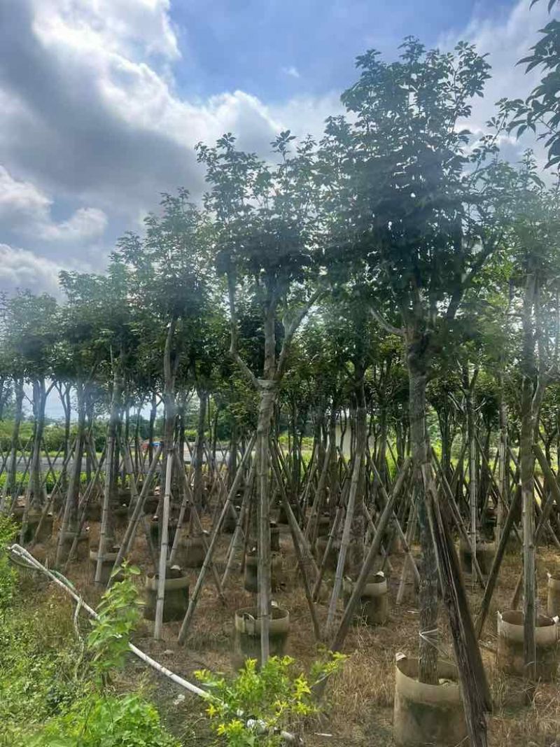 多花黄花风铃木8-15分低价出售