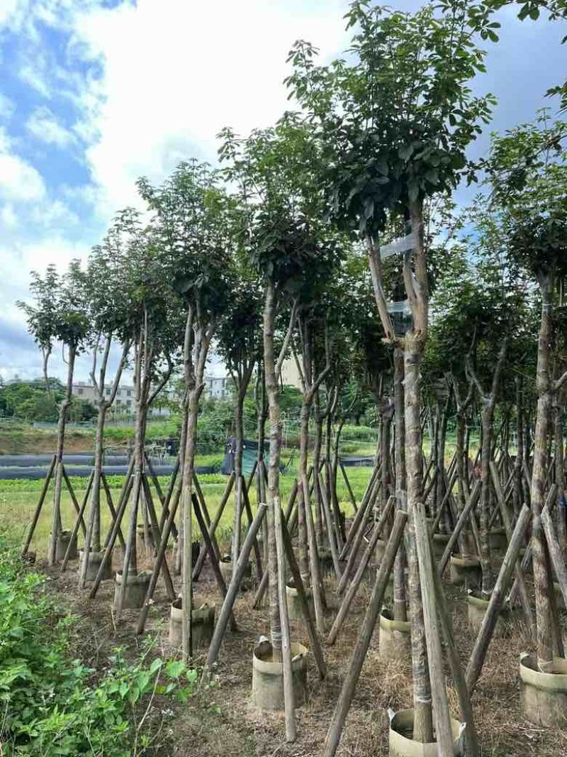 多花黄花风铃木8-15分低价出售