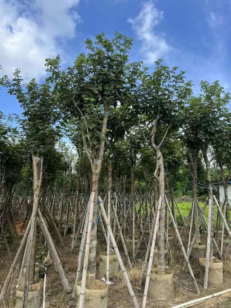 多花黄花风铃木8-15分低价出售
