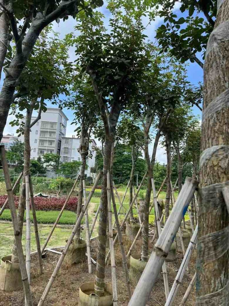 多花黄花风铃木8-15分低价出售