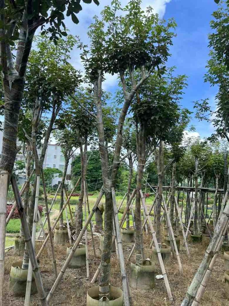 多花黄花风铃木8-15分低价出售