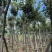 多花黄花风铃木8-15分低价出售