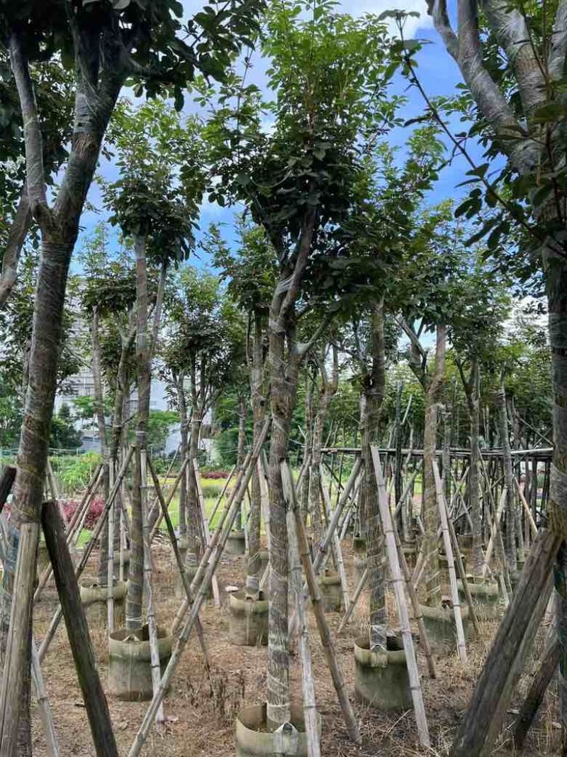 多花黄花风铃木8-15分低价出售