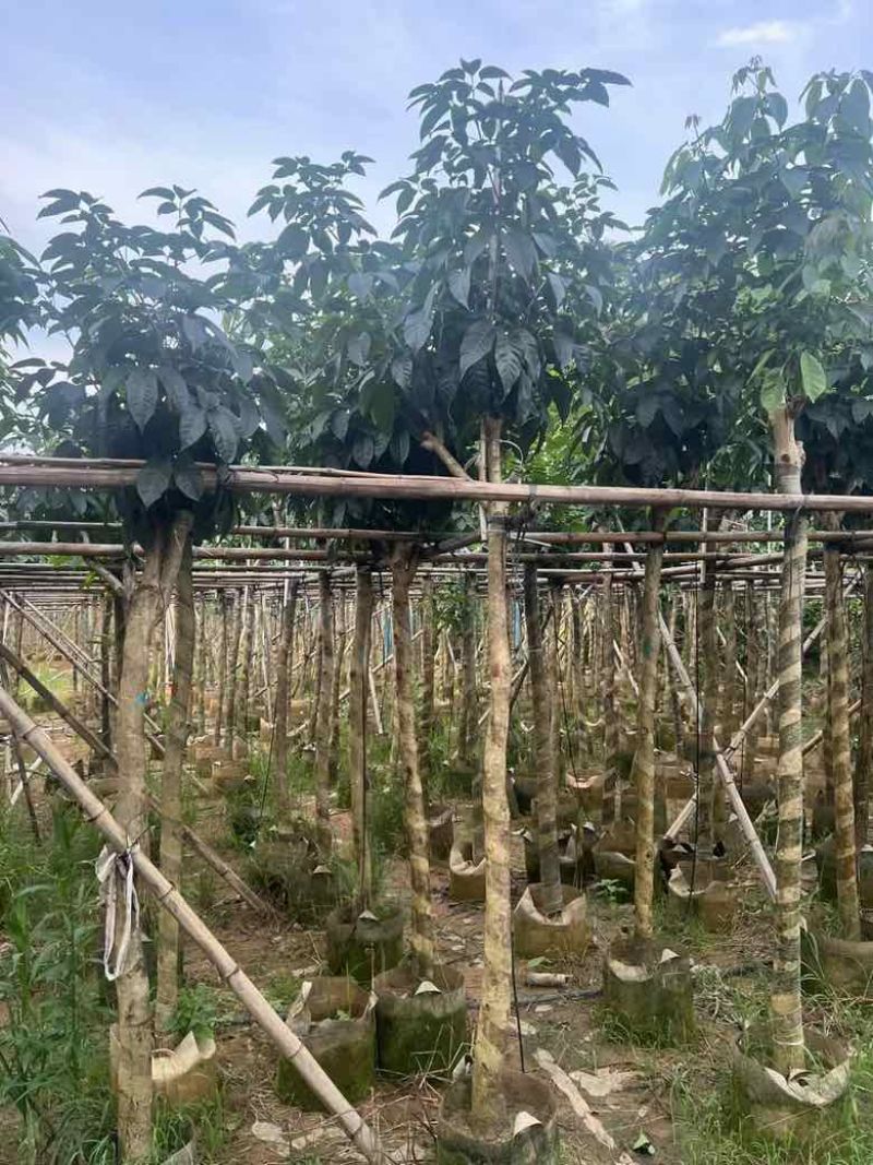 紫花风铃木7-18分低价出售