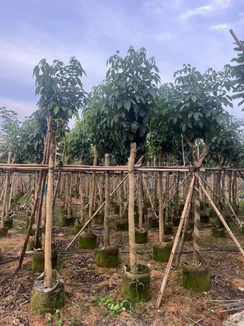 紫花风铃木7-18分低价出售
