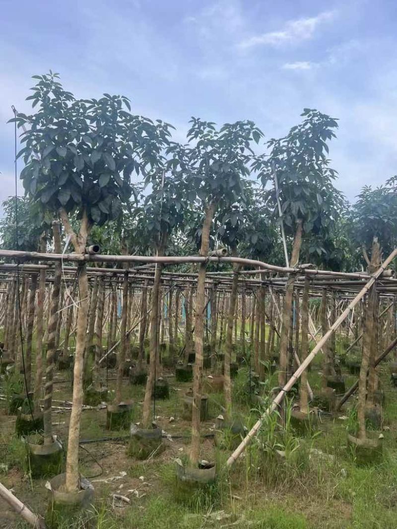 紫花风铃木7-18分低价出售