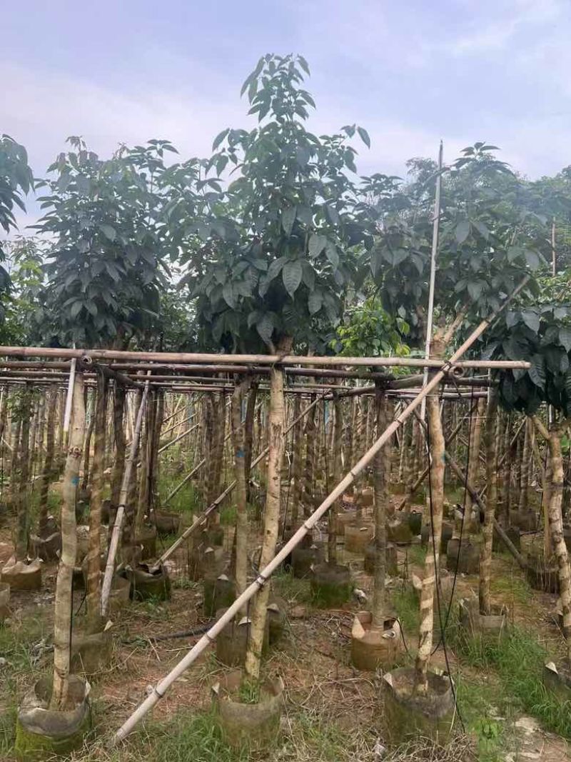 紫花风铃木7-18分低价出售