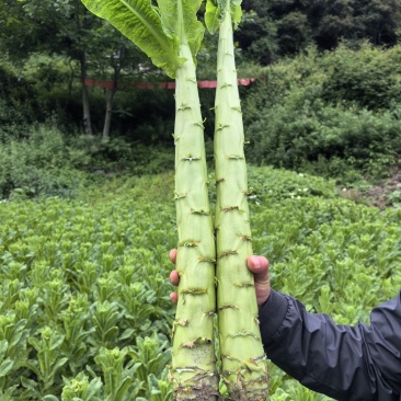 精品三青莴笋，无空心，无骨节，翡翠肉色