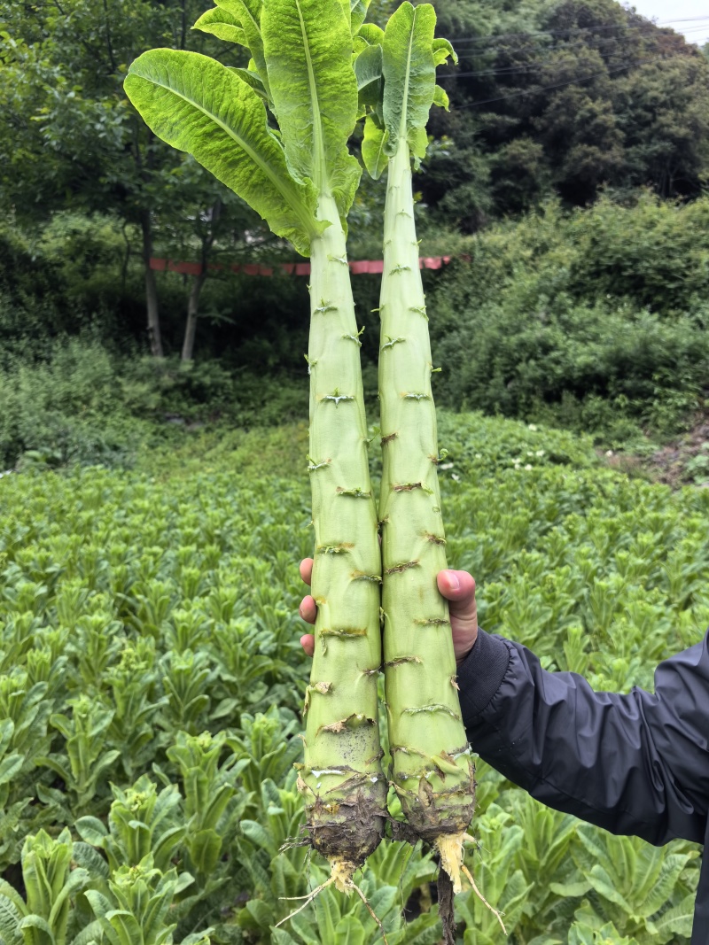 精品三青莴笋，无空心，无骨节，翡翠肉色