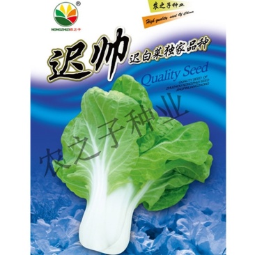 春雅迟帅全国独有白邦迟白菜小白菜蔬菜种子春秋阳台播种