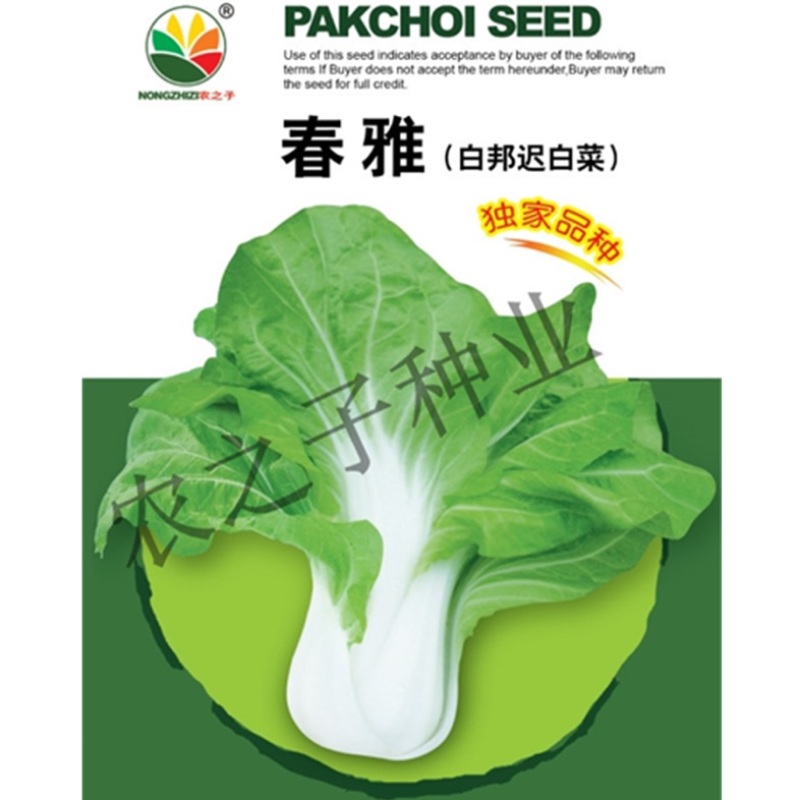 春雅迟帅全国独有白邦迟白菜小白菜蔬菜种子春秋阳台播种
