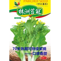 农之子45天早熟白菜苔广东菜苔基地专用丰产易