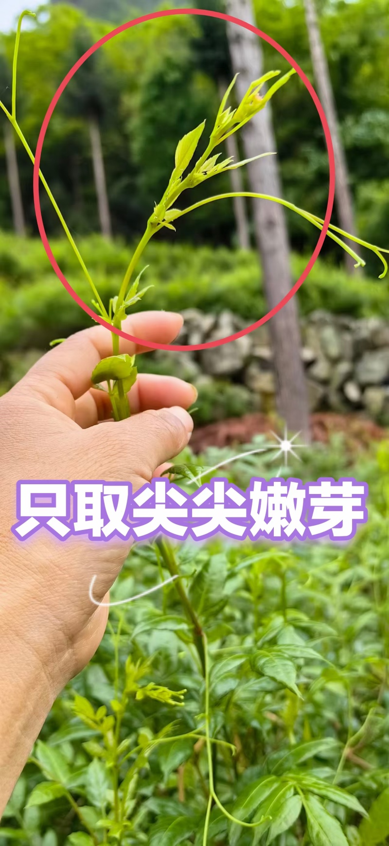 自家莓茶种植基地，资质齐全，无中间商赚差价