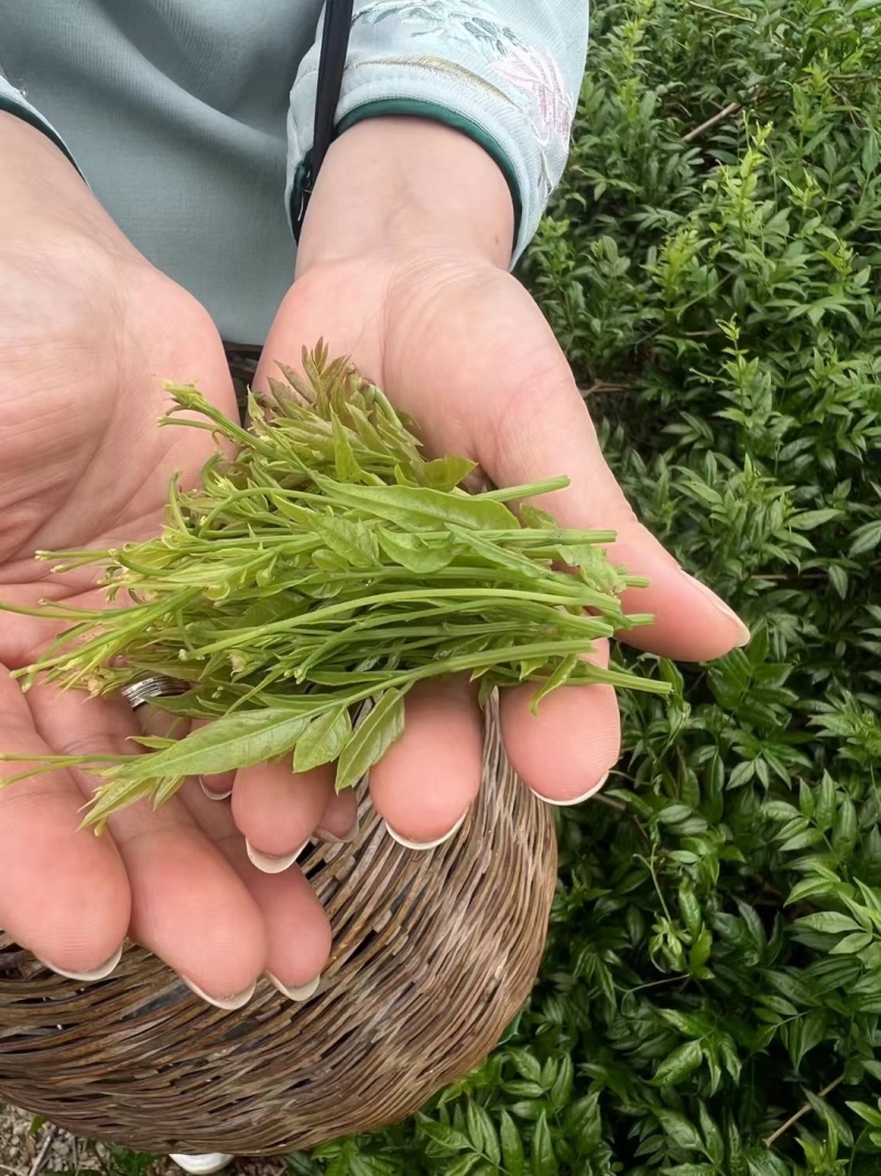 自家莓茶种植基地，资质齐全，无中间商赚差价