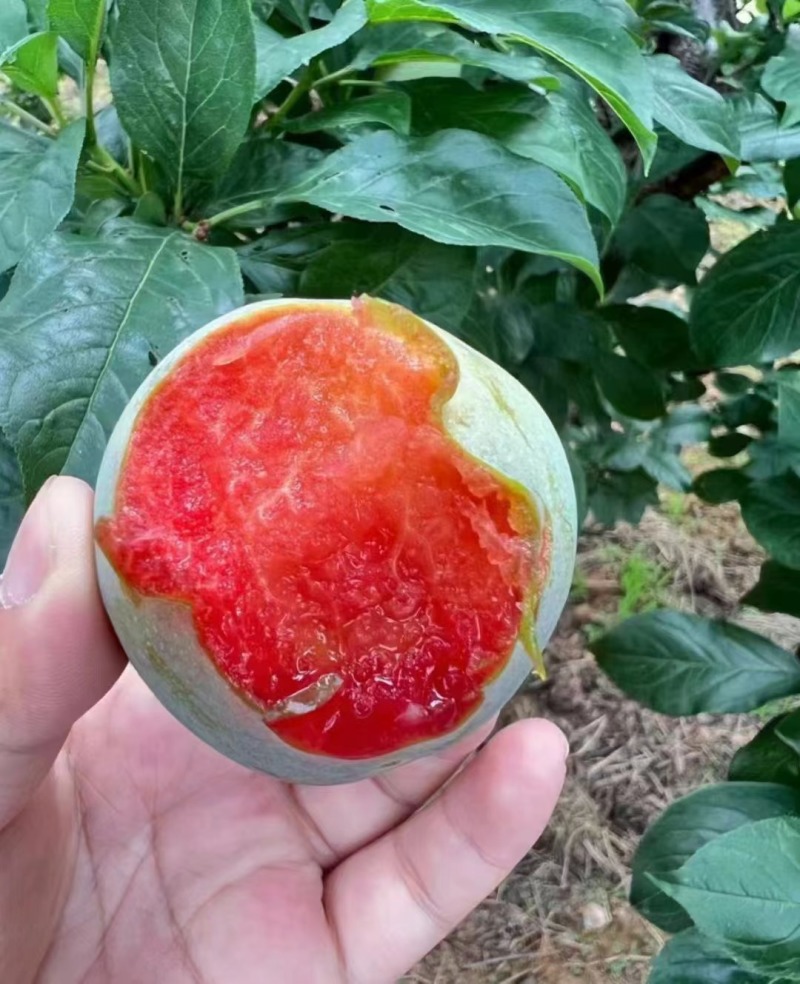 新疆味帝
