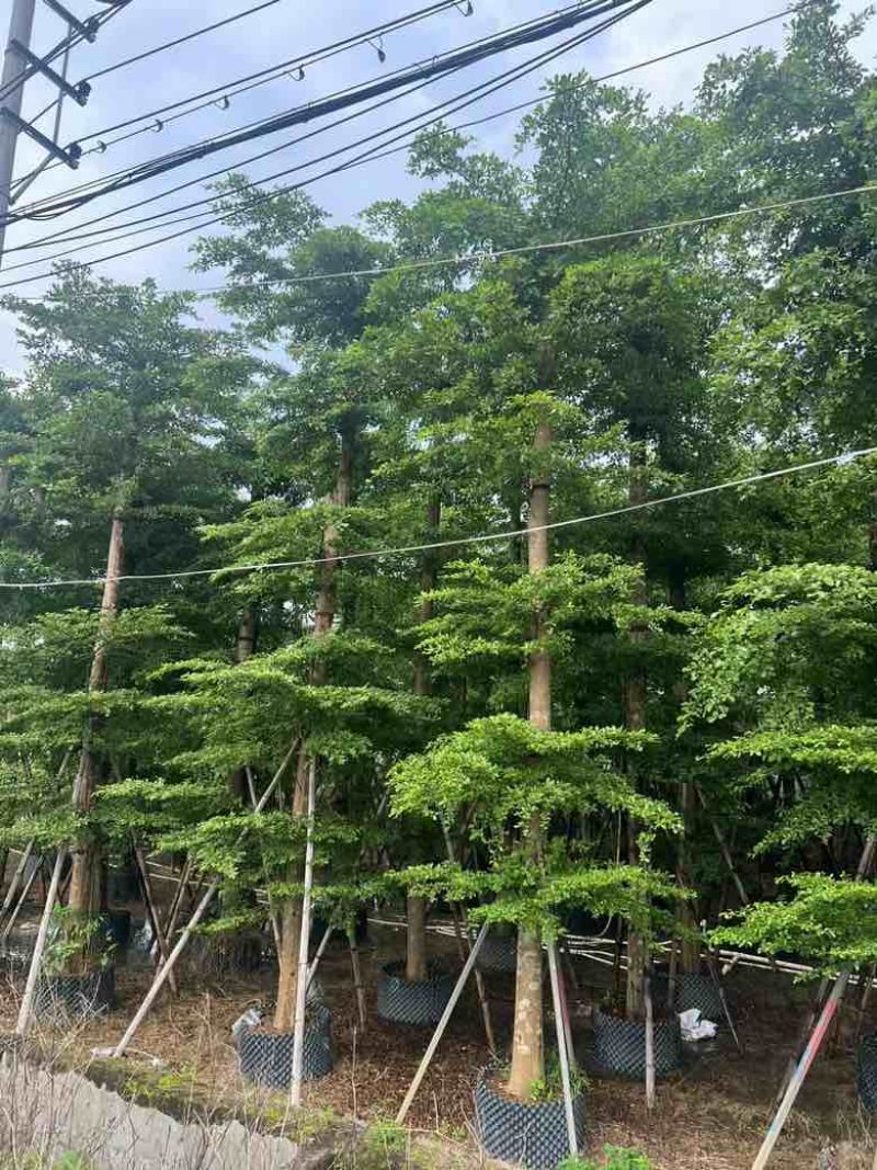 小叶榄仁8-25分低价出售