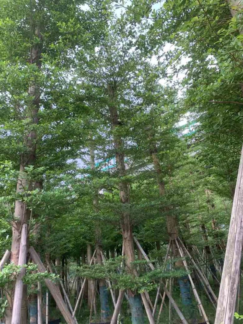 小叶榄仁8-25分低价出售