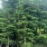 小叶榄仁8-25分低价出售