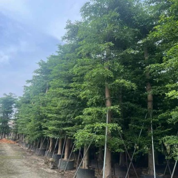 小叶榄仁8-25分低价出售