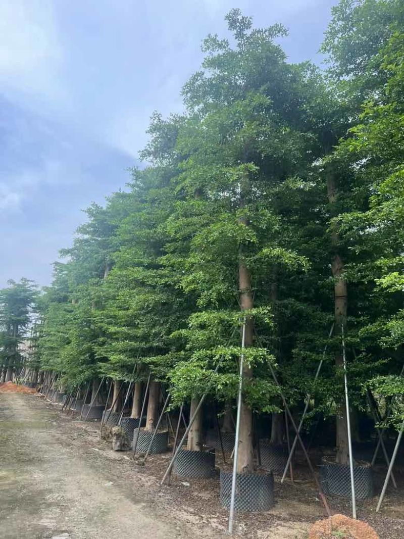 小叶榄仁8-25分低价出售