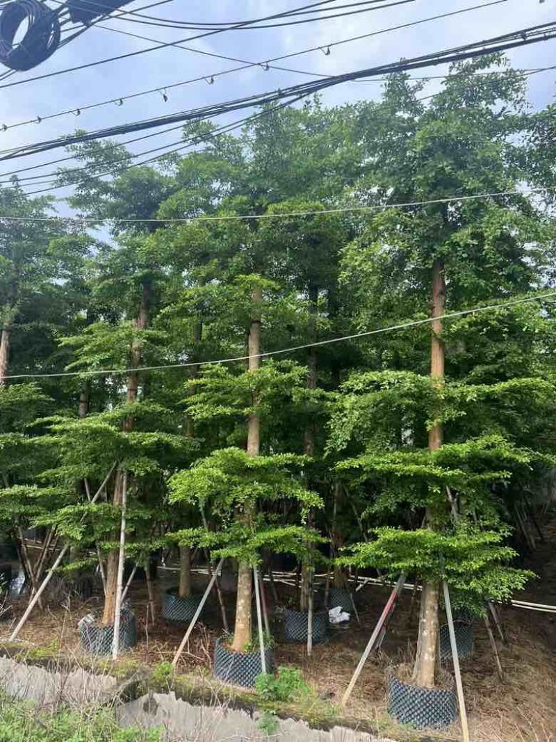 小叶榄仁8-25分低价出售