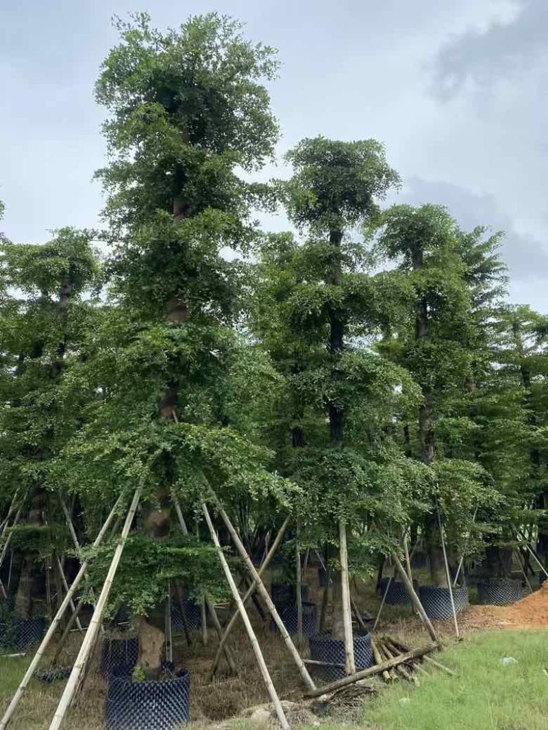 小叶榄仁8-25分低价出售