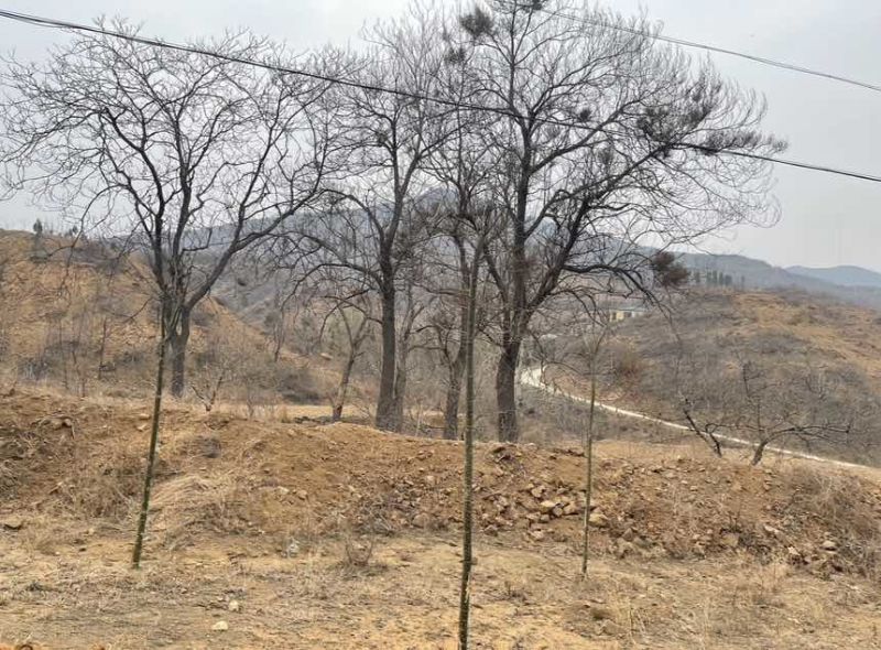 荒山荒地低价转让出租5800亩林地800亩56年限
