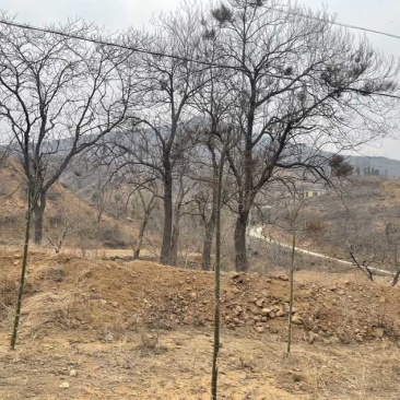 出租转让荒山荒地低价出售