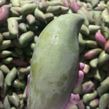 红象牙芒果
