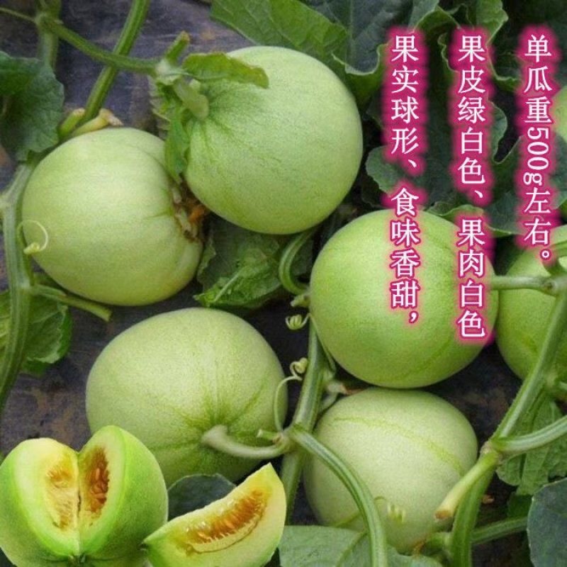 新青玉48天56天一代杂交浓香薄皮甜瓜高产抗病丰产春夏