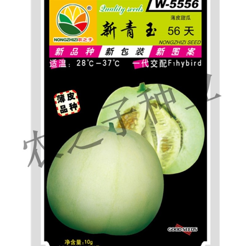 新青玉48天56天一代杂交浓香薄皮甜瓜高产抗病丰产春夏