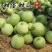 新青玉48天56天一代杂交浓香薄皮甜瓜高产抗病丰产春夏