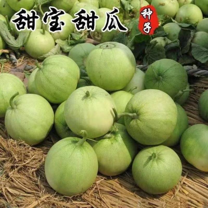 新青玉48天56天一代杂交浓香薄皮甜瓜高产抗病丰产春夏
