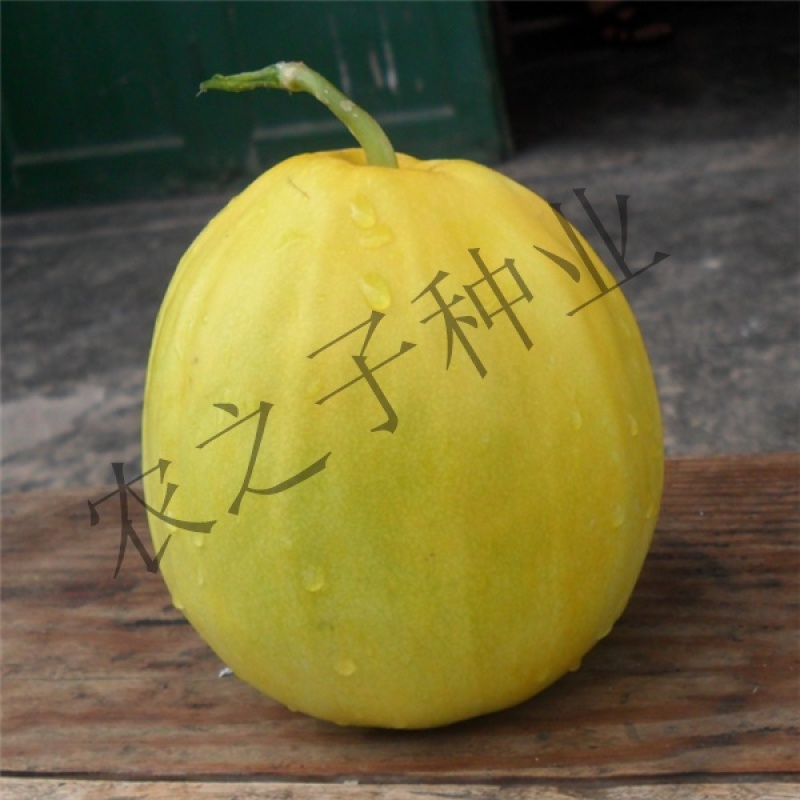 黄金蜜2号杂交丑八怪黄薄皮甜瓜梨瓜种子高产抗病早熟春夏